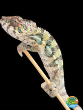 Load image into Gallery viewer, Young Male Ambilobe Panther Chameleon | Flash × Aslan Bloodlines | E29
