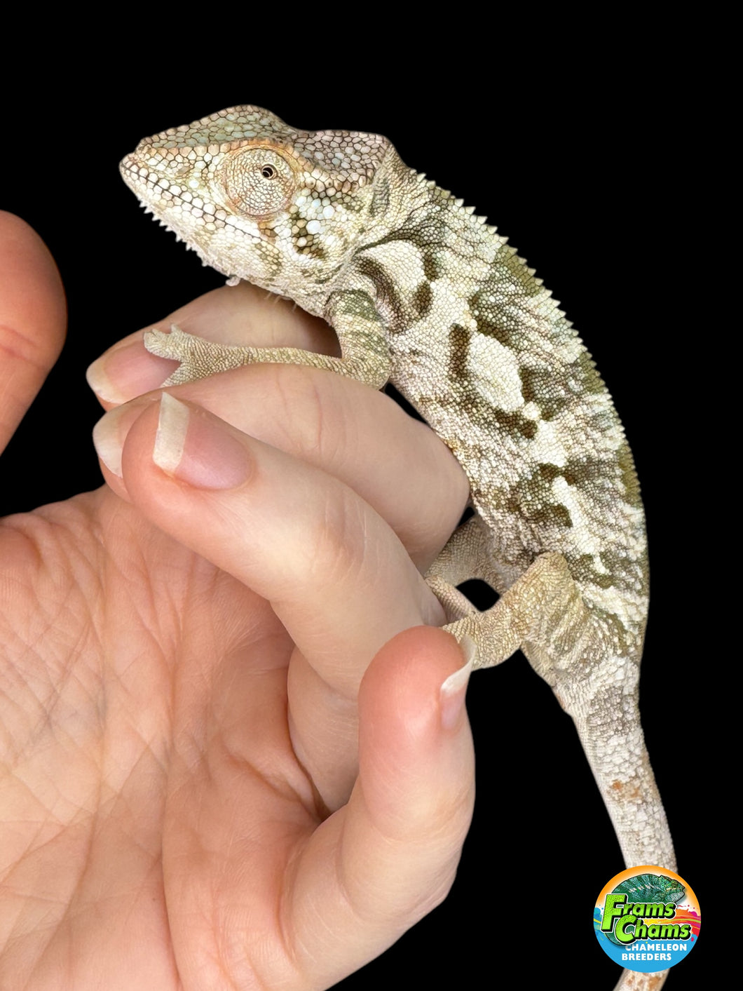 AMBANJA  FEMALE Panther Chameleon: 🚺 (R1)