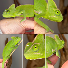 Load image into Gallery viewer, Female Veiled Chameleons – Hand-Raised &amp; Healthy
