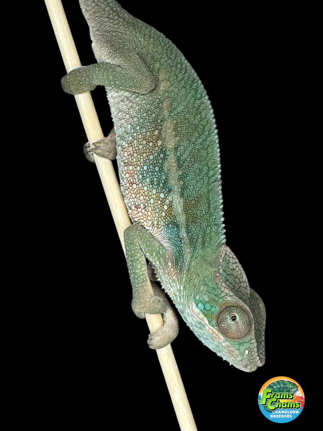 AMBILOBE Panther Chameleon: (E7)