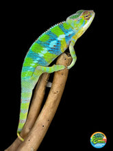 Load image into Gallery viewer, AMBILOBE Panther Chameleon: (E12)
