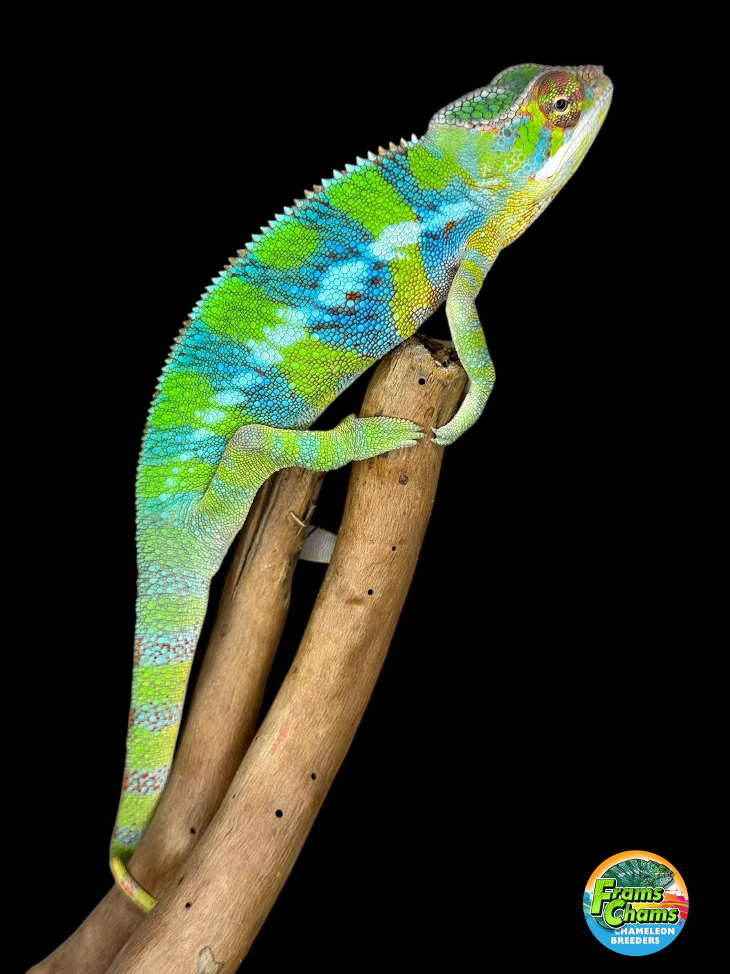 AMBILOBE Panther Chameleon: (E12)