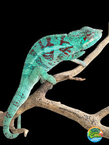 AMBANJA Panther Chameleon: (E8)