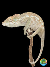 Load image into Gallery viewer, AMBILOBE FEMALE Panther Chameleon: 🚺 (E33)
