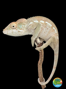 AMBILOBE FEMALE Panther Chameleon: 🚺 (E33)