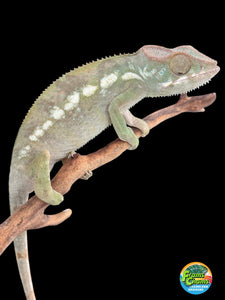 AMBILOBE FEMALE Panther Chameleon: 🚺 (E34)