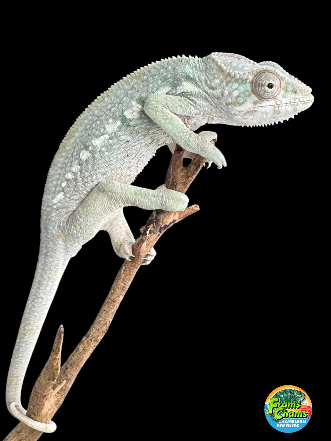 AMBILOBE FEMALE Panther Chameleon: 🚺 (E30)