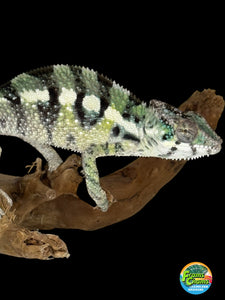 SAMBAVA Panther Chameleon: (E11)