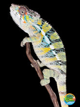 Load image into Gallery viewer, AMBILOBE Panther Chameleon: (E16)
