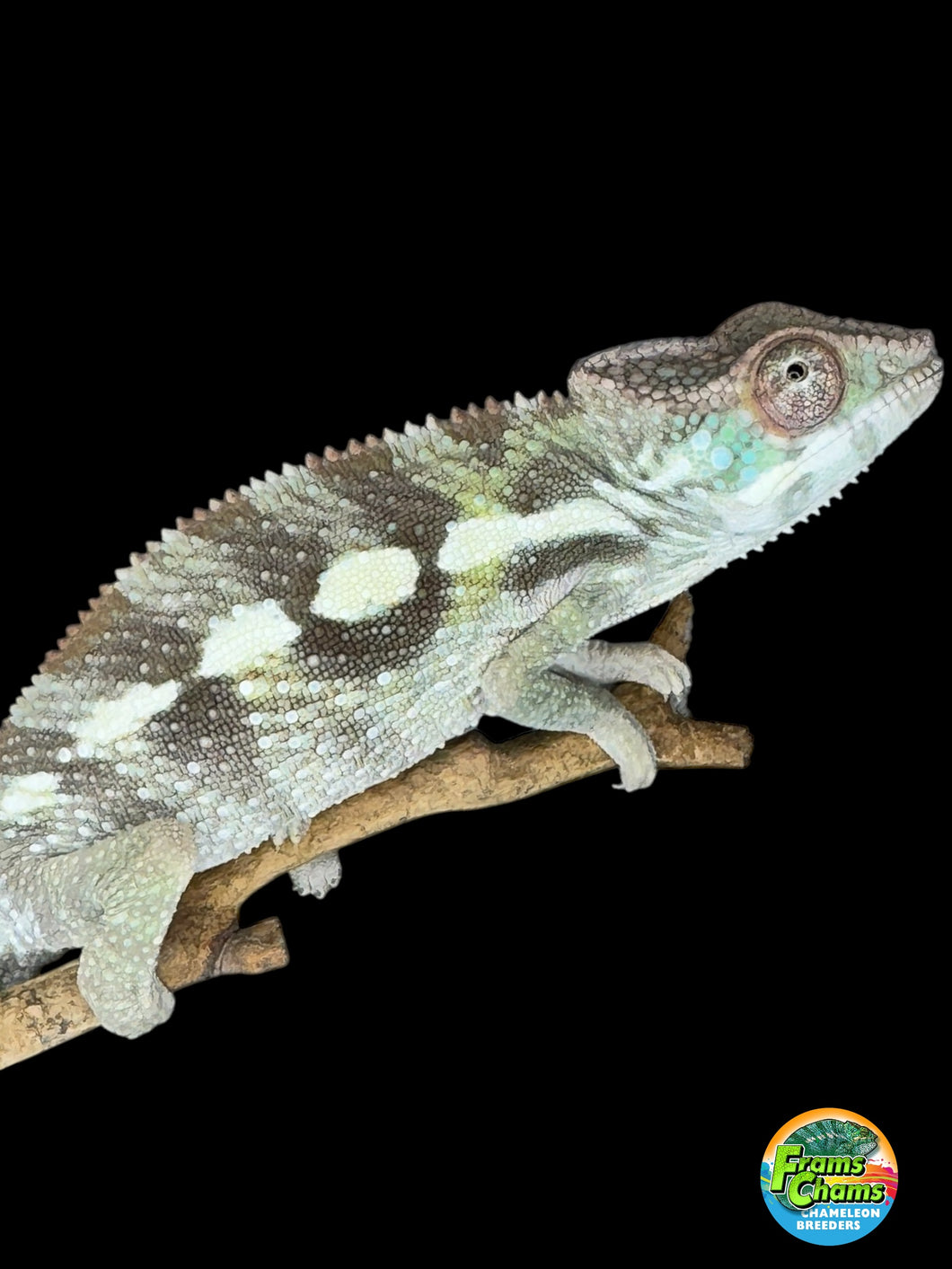 SAMBAVA Panther Chameleon: (E23)