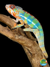 Load image into Gallery viewer, AMBILOBE Panther Chameleon: (J1)
