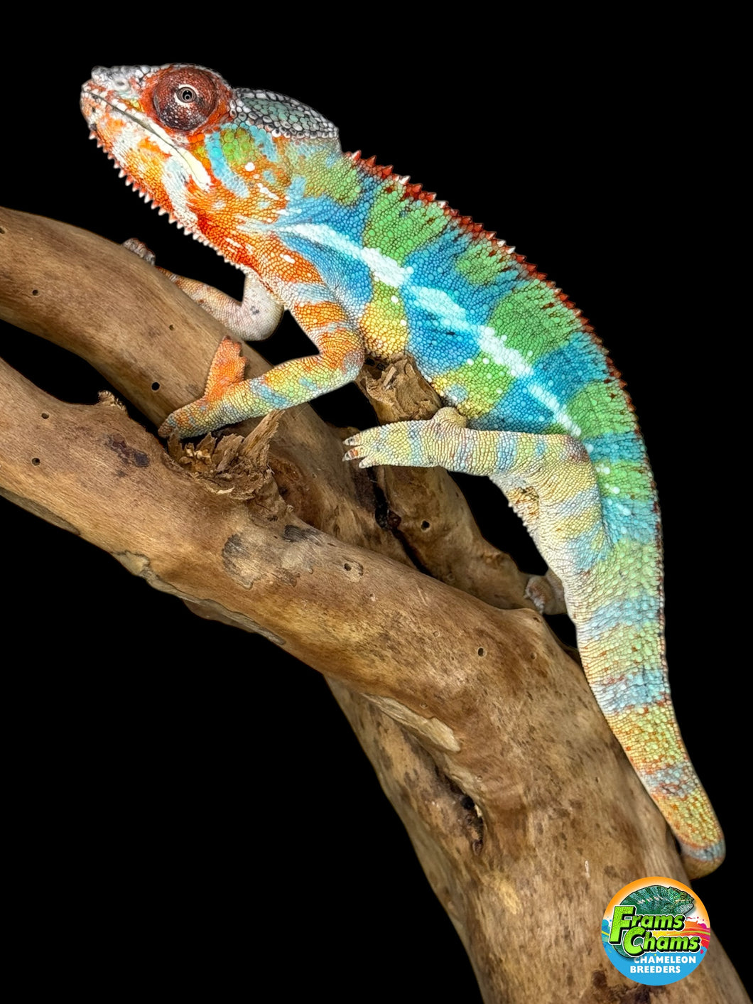 AMBILOBE Panther Chameleon: (J1)