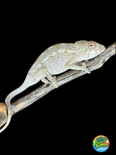 Load image into Gallery viewer, AMBILOBE FEMALE Panther Chameleon: 🚺 (Q12)
