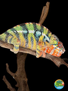 AMBILOBE Panther Chameleon: (J4)