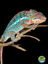 Load image into Gallery viewer, AMBILOBE Panther Chameleon: (K1)
