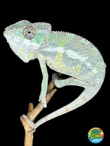 SAMBAVA Panther Chameleon: (E23)