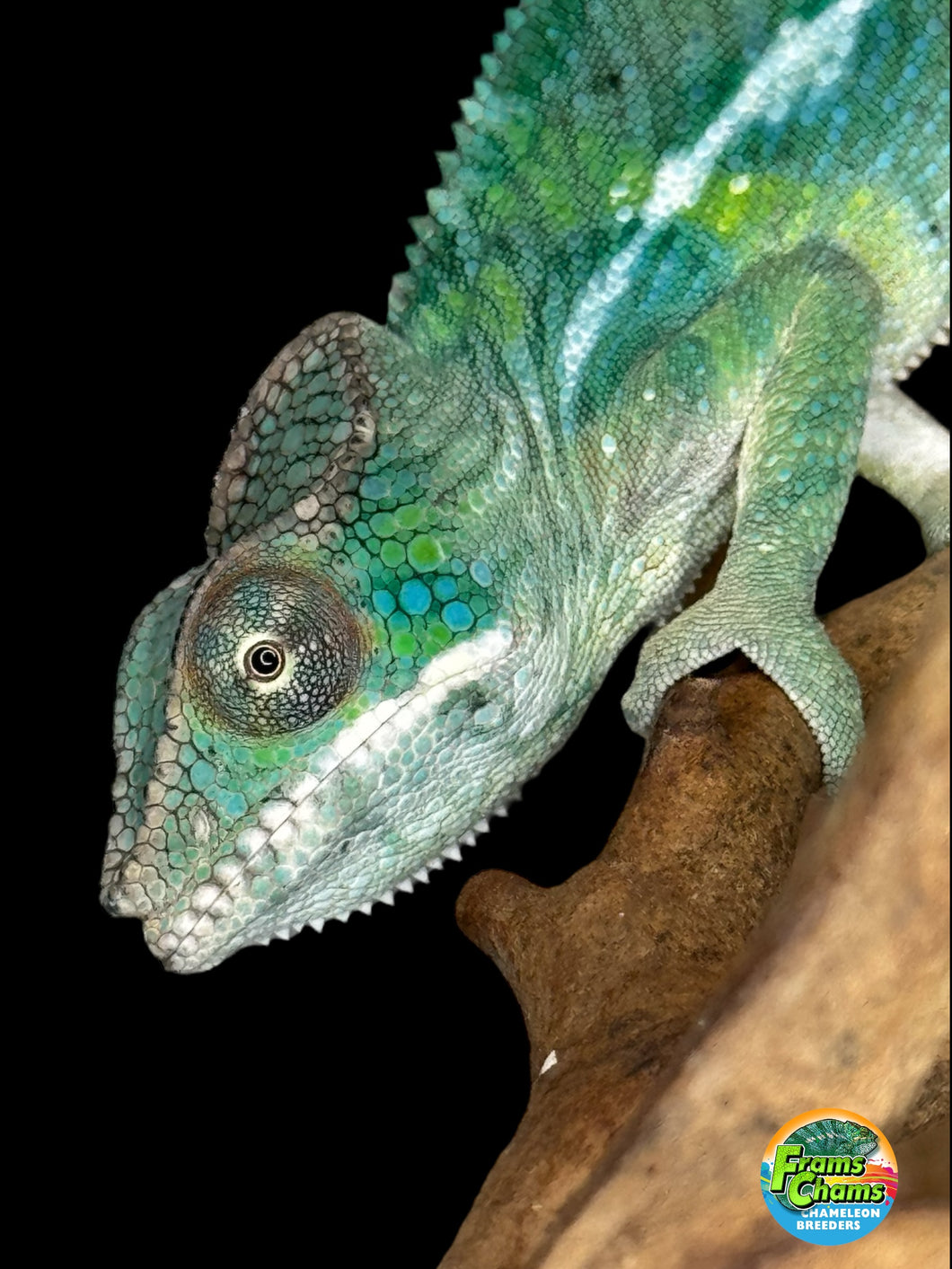 SAMBAVA Panther Chameleon: (E19)