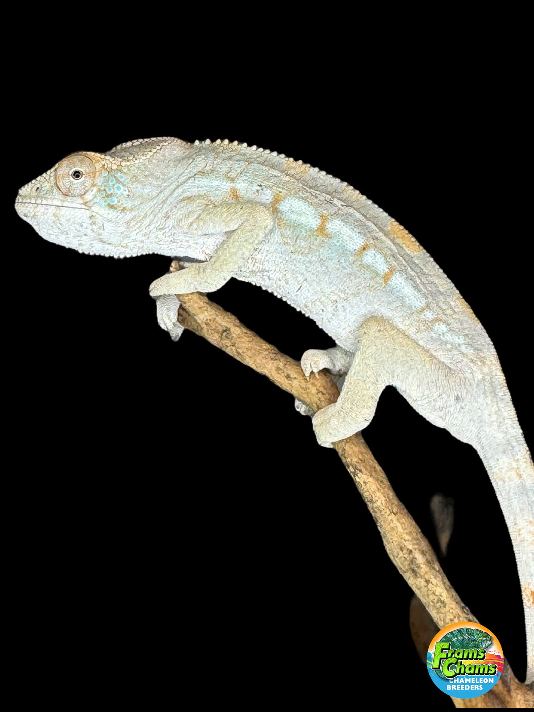 AMBILOBE FEMALE Panther Chameleon: 🚺 (E12)