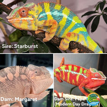 Load image into Gallery viewer, FEMALE AMBILOBE Panther Chameleon: Starburst x Margaret 🚺 (C2)
