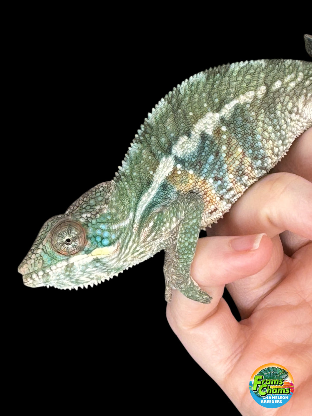 AMBILOBE Panther Chameleon: (E36)