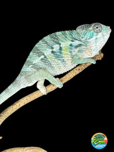 AMBILOBE Panther Chameleon: (E22)