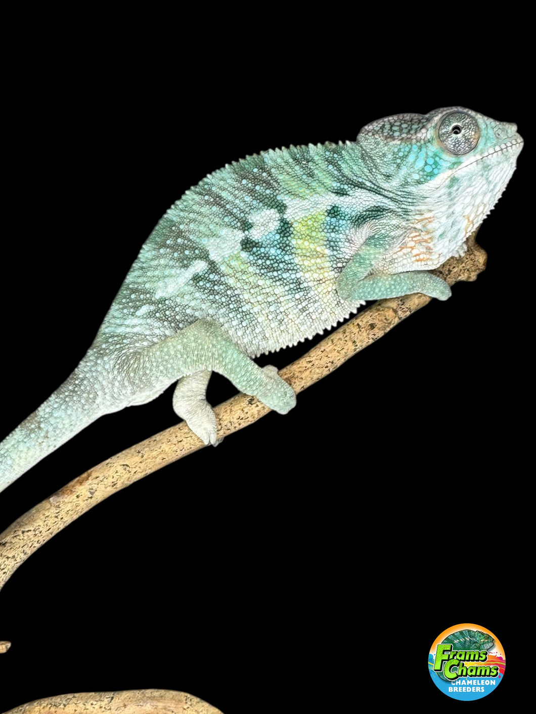 AMBILOBE Panther Chameleon: (E22)