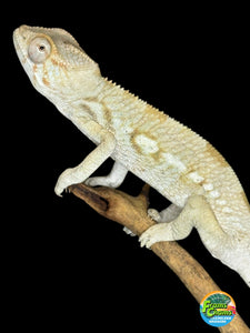 AMBILOBE FEMALE Panther Chameleon: 🚺 (E33)