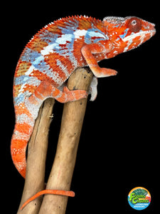 AMILOBE Panther Chameleon: (E34)