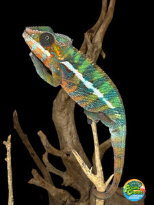 AMILOBE Panther Chameleon: (E16)