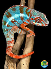 Load image into Gallery viewer, AMILOBE Panther Chameleon: (J1)
