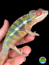 Load image into Gallery viewer, AMILOBE Panther Chameleon: (E32)
