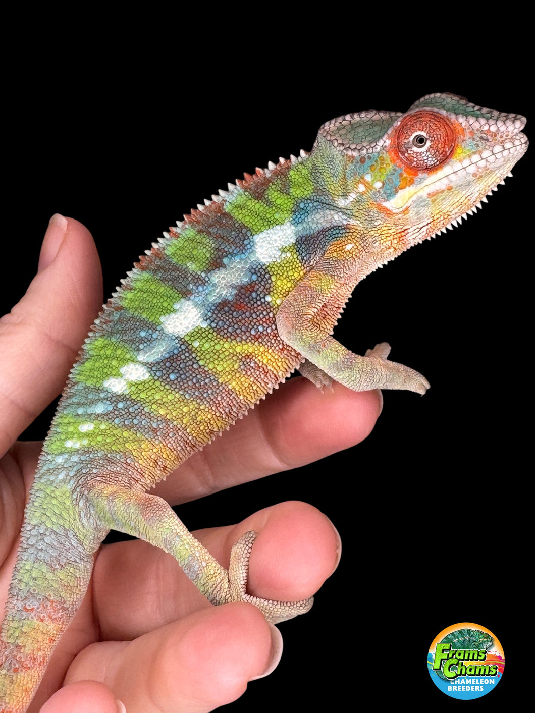 AMILOBE Panther Chameleon: (E32)