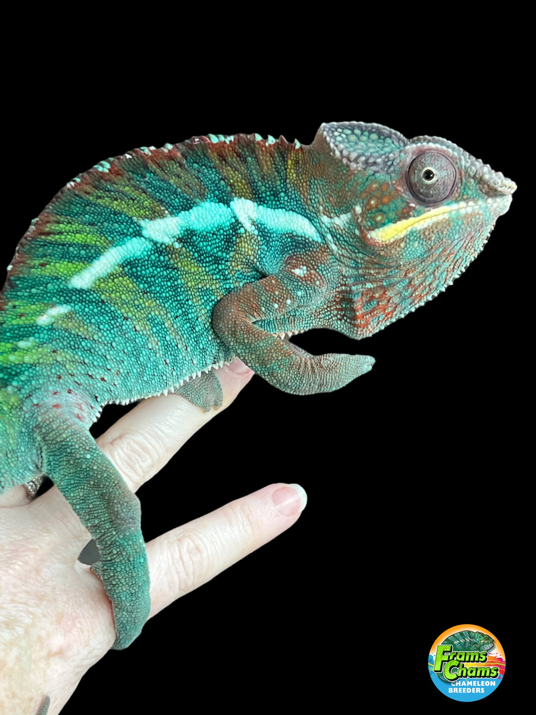 Ambilobe Panther Chameleon Riot/JJ/Bolt