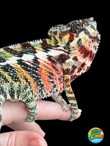 AMBILOBE Panther Chameleon: WC Hawkeye x Nugget (C11)