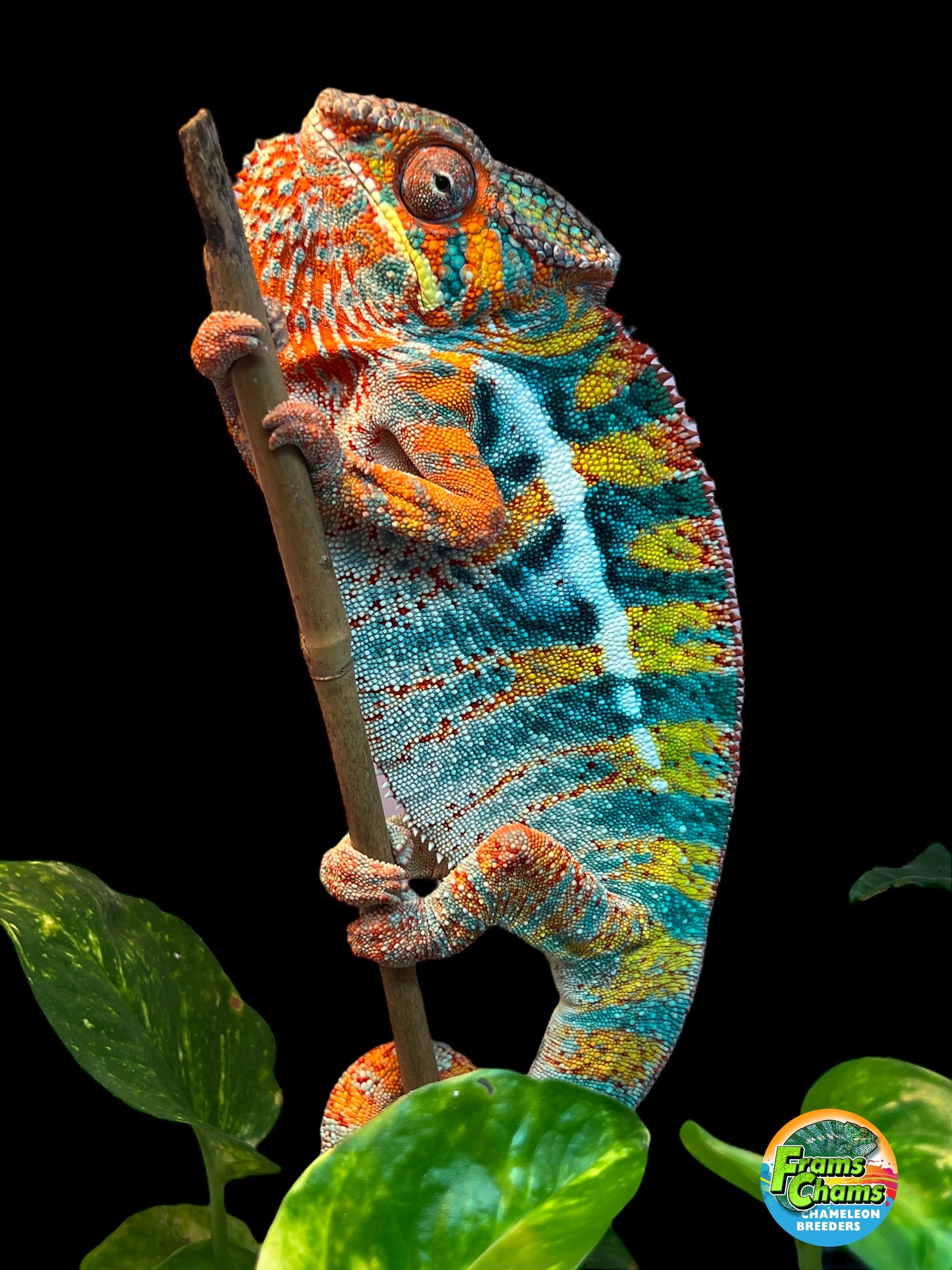 ◉chameleon ページ◉ This chameleon cage is the best value for money! - YouTube