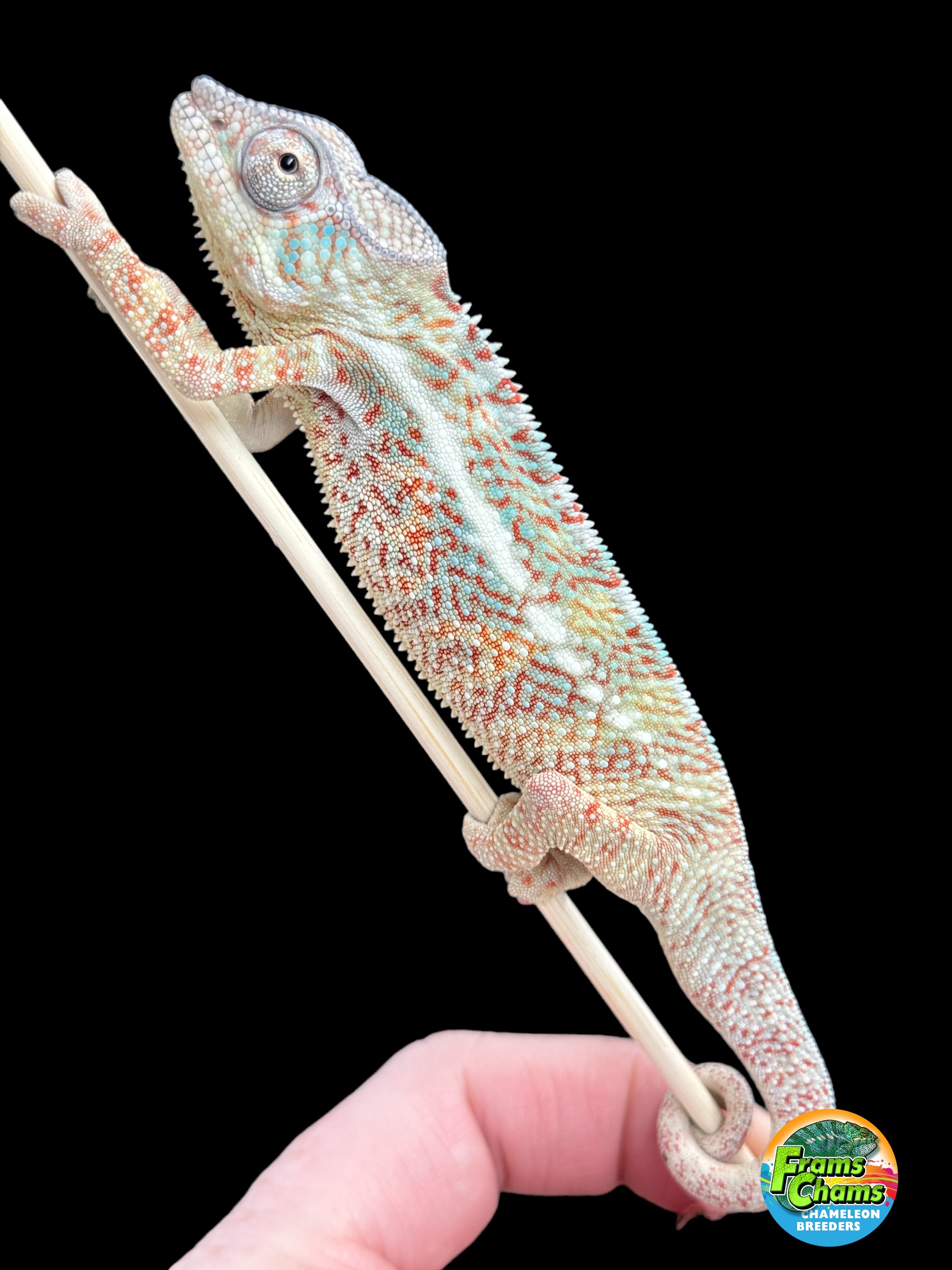 AMBANJA/NOSY FALY male (R6)