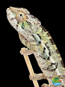 AMBILOBE Panther Chameleon: Sam x Amie (I7)