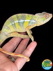 AMBILOBE Panther Chameleon: (J2)