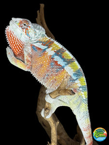 AMBILOBE Panther Chameleon: (J3)
