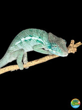 Load image into Gallery viewer, AMBANJA Panther Chameleon: (E4)
