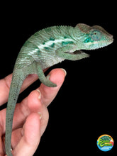 Load image into Gallery viewer, AMBANJA Panther Chameleon: (E4)
