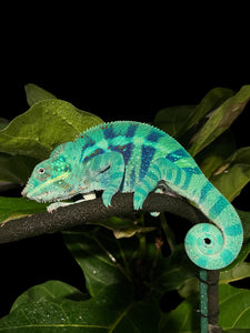 AMBANJA Panther Chameleon: (E4)
