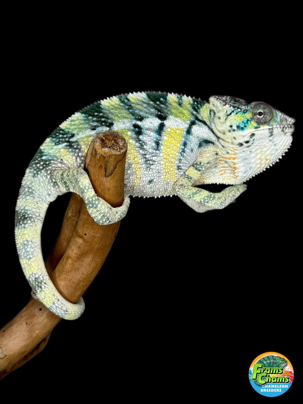 AMBILOBE Panther Chameleon: (E5)