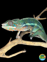Load image into Gallery viewer, AMBILOBE Panther Chameleon: (J3)
