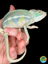 Load image into Gallery viewer, AMBILOBE Panther Chameleon: (E7)
