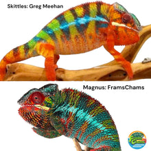 Load image into Gallery viewer, AMBILOBE Panther Chameleon: Magnus x Skittles (E16)
