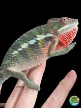 Load image into Gallery viewer, AMBILOBE Panther Chameleon: (E11)
