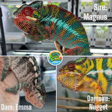 Load image into Gallery viewer, AMBILOBE Panther Chameleon: Magnus x Emma (R11)
