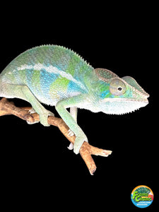 AMBILOBE Panther Chameleon: (E7)