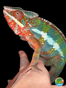 AMBILOBE Panther Chameleon: (B3)